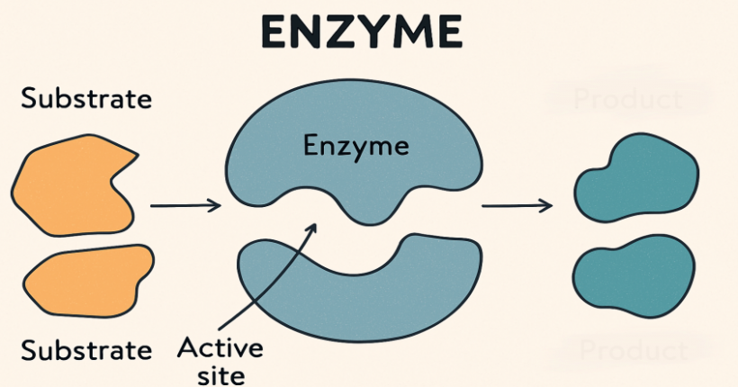 Enzyme in Lebensmitteln und ihre Rolle im Stoffwechsel