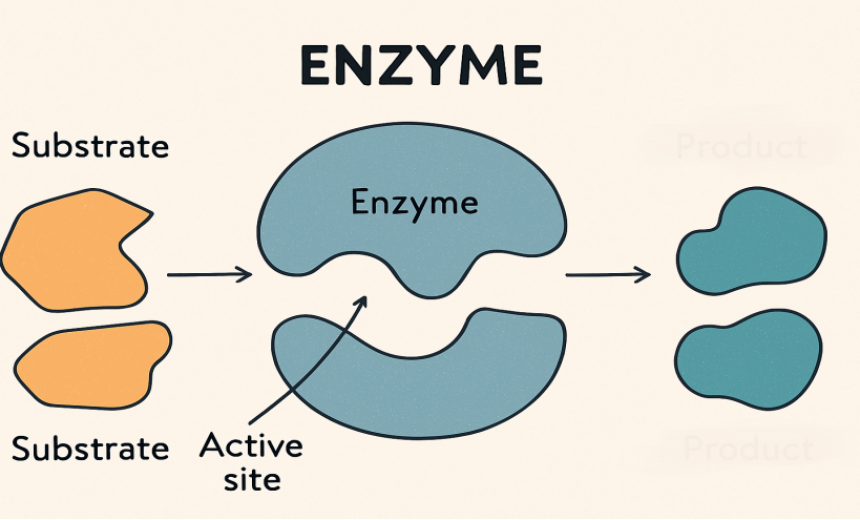 Enzyme in Lebensmitteln und ihre Rolle im Stoffwechsel