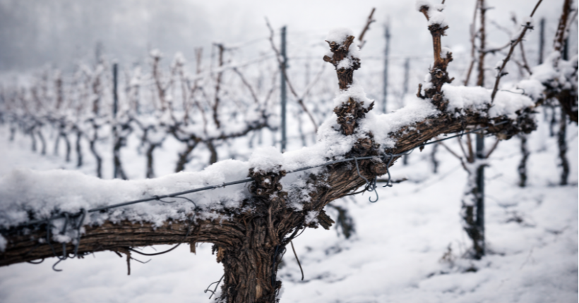 Rebstock mit verholzten Trieben im Weinbau