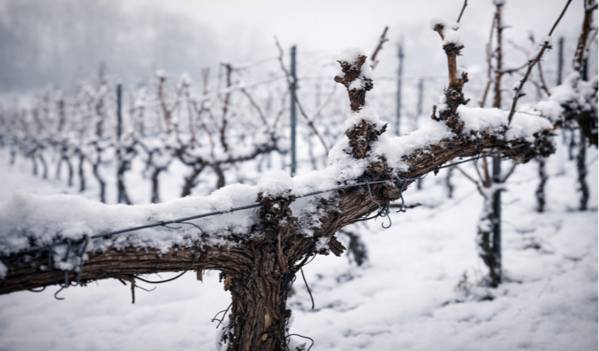 Rebstock mit verholzten Trieben im Weinbau